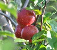 Ildrød Eilstrup æble